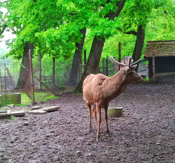 Zoo Sibiu (90) - Zoo Sibiu