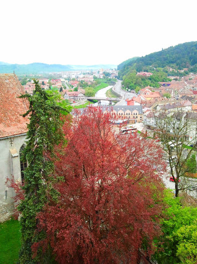 Sighisoara (97)