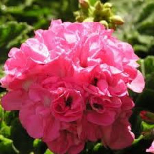 trandafir roz - 0 VANZARE MUSCATE