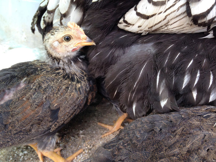 IMG_1197 - Italiana Orange-Duckwing