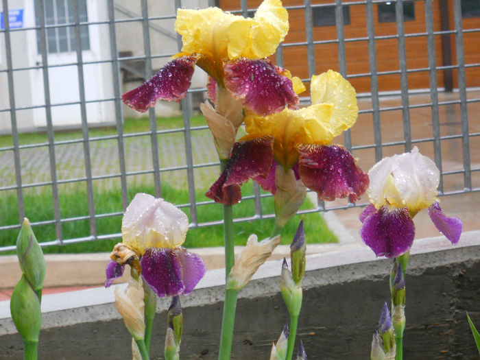 DSCN1622_002 - irisi 2014