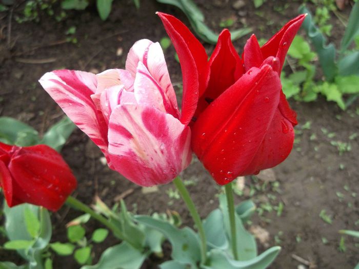 053 - Copy - Mai 2014