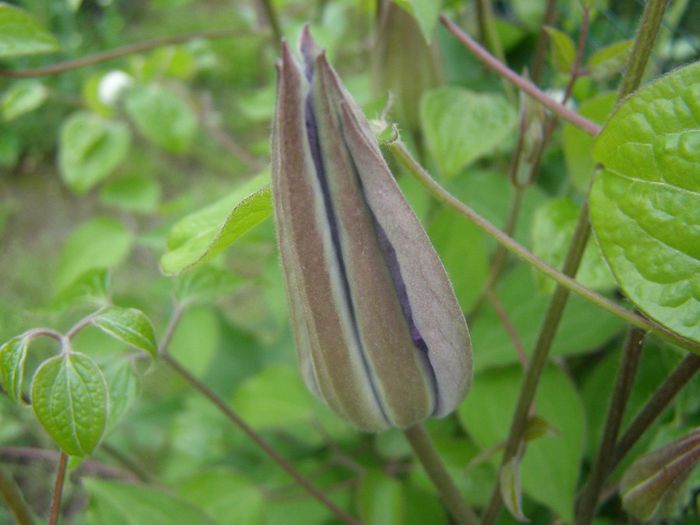 P5030081 - Clematite