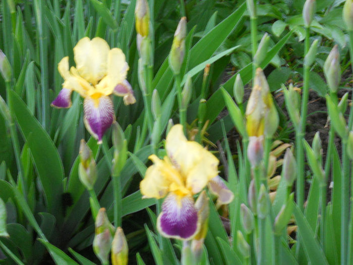 DSCN1644_024 - irisi 2014