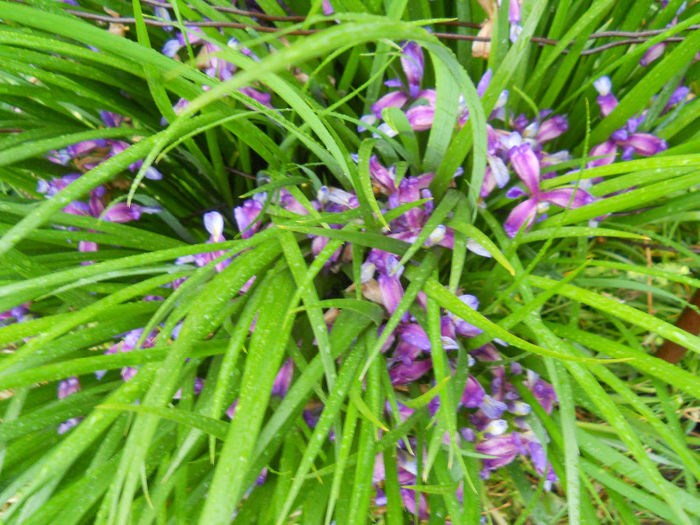 gramineea - irisi 2014