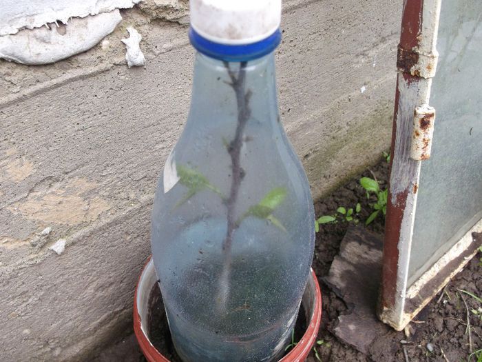 paw-paw pentru doamna Elena - Mai 2014