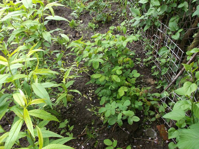 trandafiri dulceata - Mai 2014