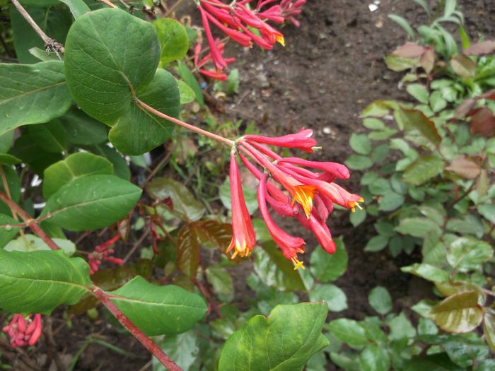 Ionicera - Mai 2014