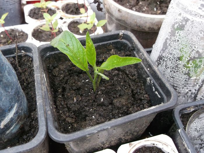 pepino - Mai 2014