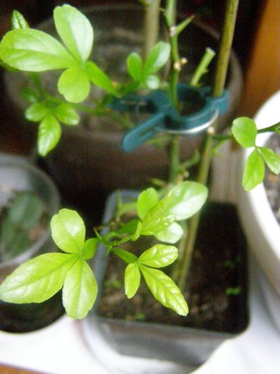 Poncirus trifoliata - Mai speciale