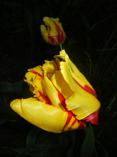 Tulipa Texas Flame (2014, April 29) - Tulipa Texas Flame