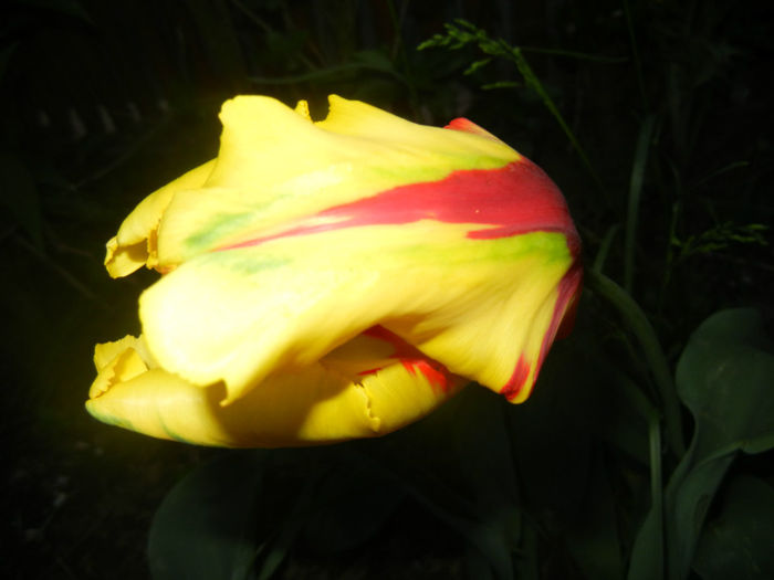 Tulipa Texas Flame (2014, April 29)