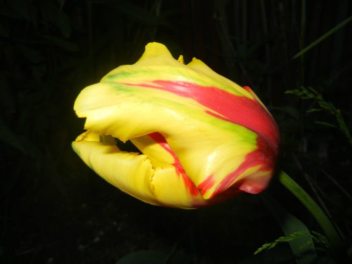 Tulipa Texas Flame (2014, April 29) - Tulipa Texas Flame