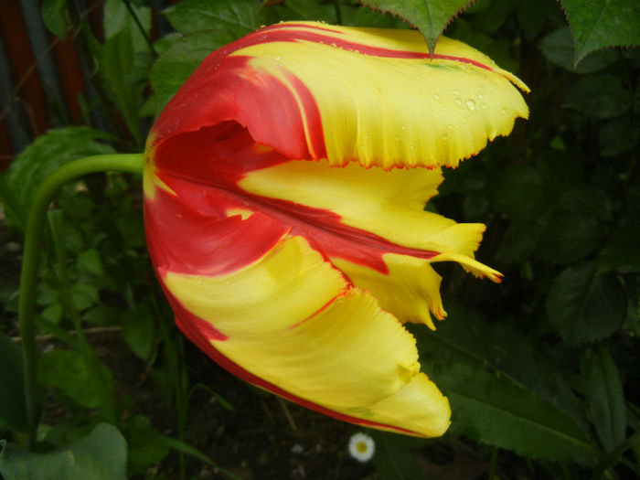 Tulipa Texas Flame (2014, April 30) - Tulipa Texas Flame
