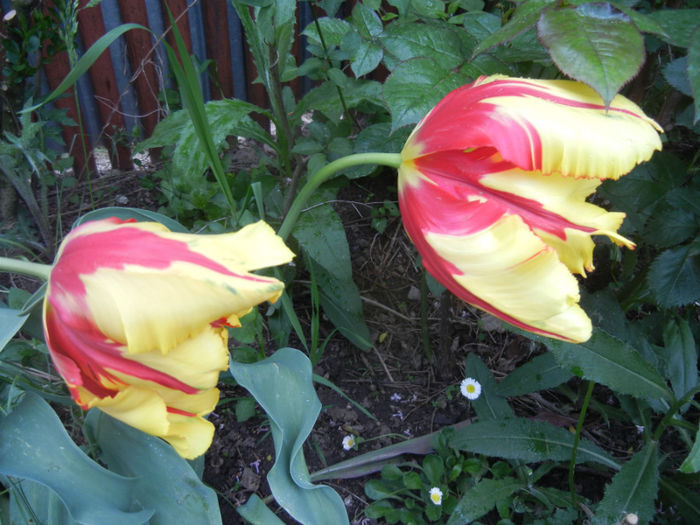 Tulipa Texas Flame (2014, April 30) - Tulipa Texas Flame