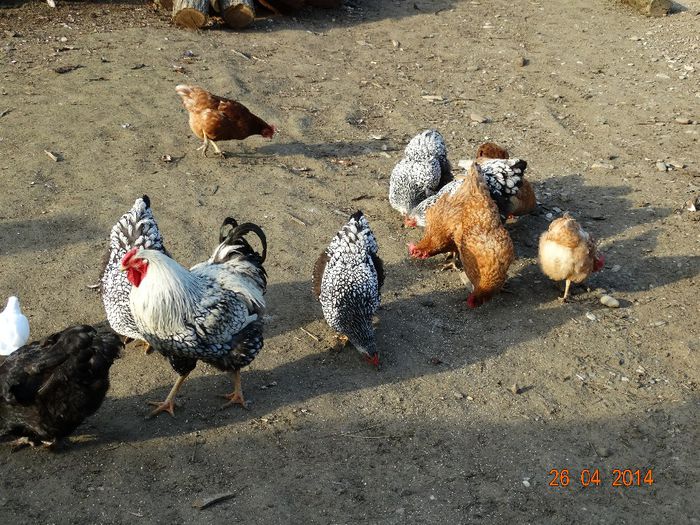DSC02687 - Gaini 2014
