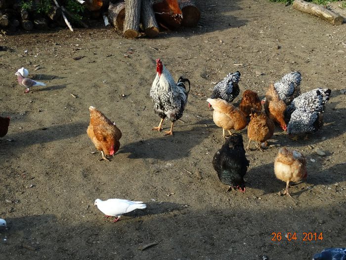 DSC02686 - Gaini 2014