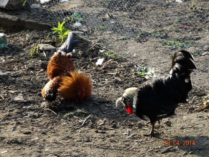 DSC02683 - Gaini 2014