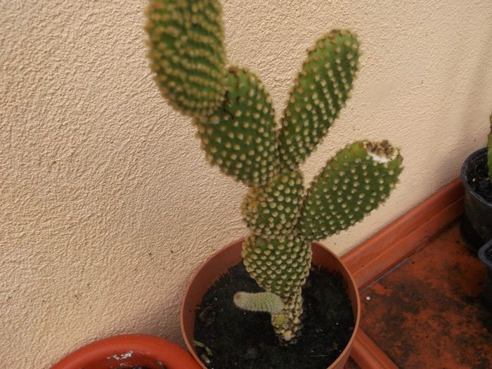021 - Cactusi 2014-2015