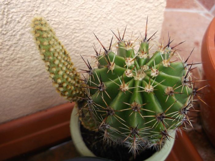 024 - Cactusi 2014-2015