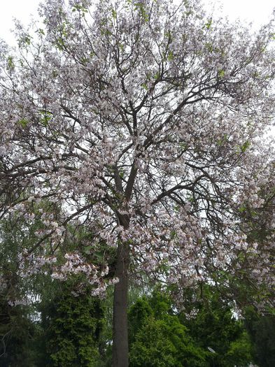 20140503_123815 - paulownia si arborele lalea