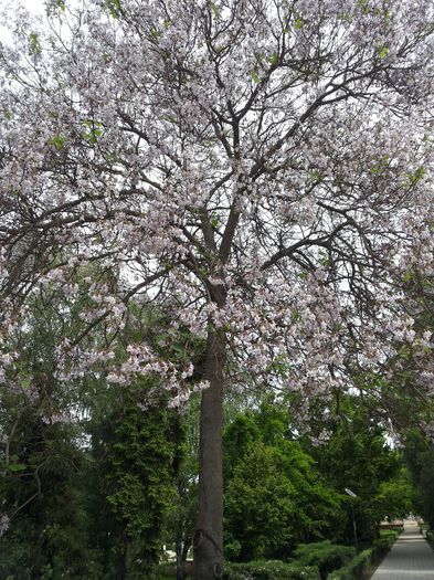 20140503_123819 - paulownia si arborele lalea