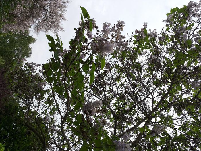 20140503_123914 - paulownia si arborele lalea