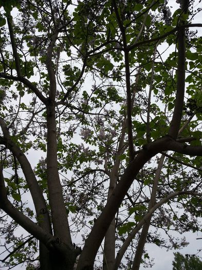 20140503_123933 - paulownia si arborele lalea