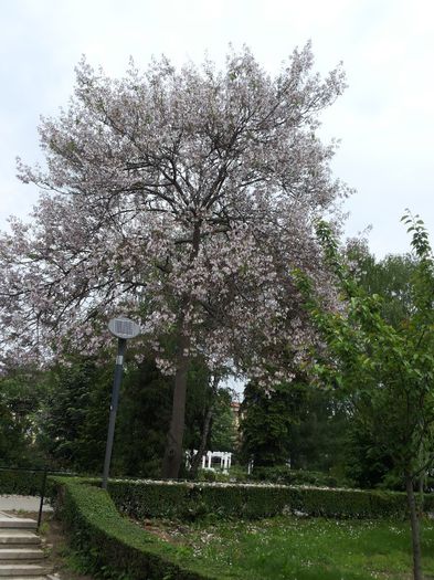 20140503_123955 - paulownia si arborele lalea