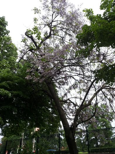 20140503_124201 - paulownia si arborele lalea