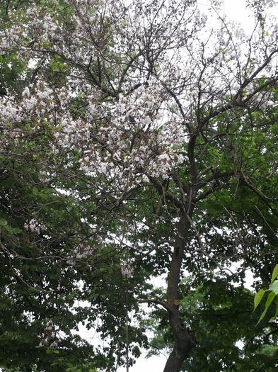 20140503_124245 - paulownia si arborele lalea