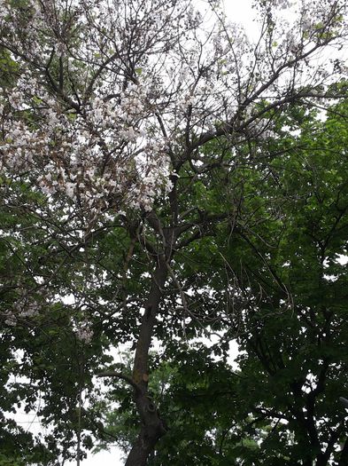 20140503_124248 - paulownia si arborele lalea