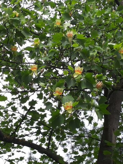 20140503_124340 - paulownia si arborele lalea