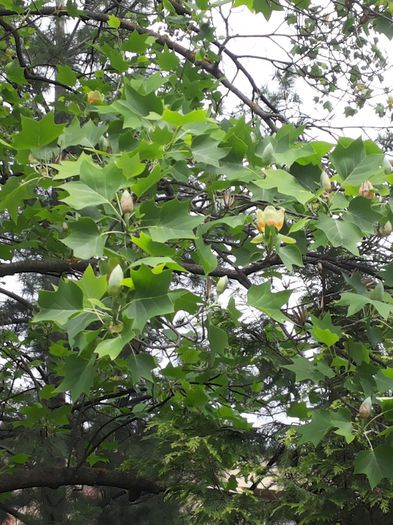 20140503_124350 - paulownia si arborele lalea