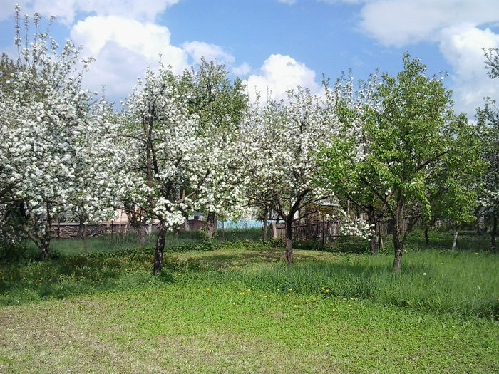 2014-05-02 15.35.21 - In gradina 2014-2015