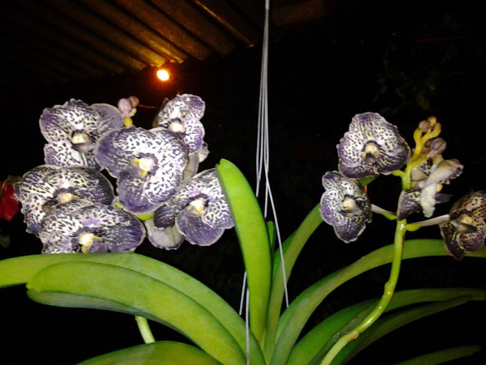 vanda dark chocolat