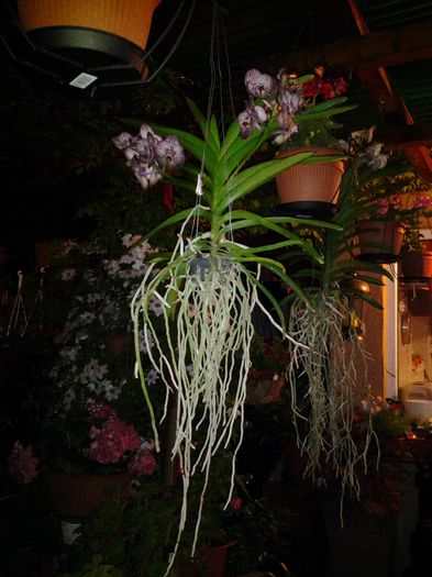 20140504_215335 - orhidee in colectie