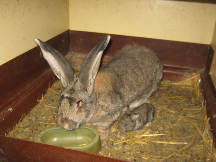 iepurii pleaca in Craiova