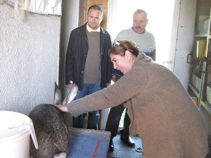 campionul austriei in Oltenia - animale ce am exportat in romania
