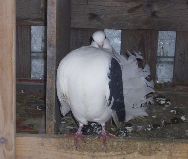 Mascul - Porumbei iarna 2013