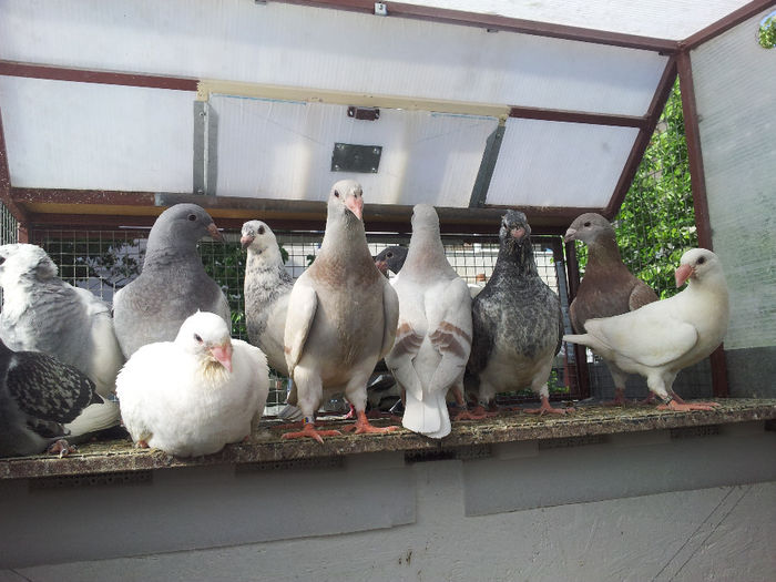 20140503_170404 - Pui 2014 voiajori standard