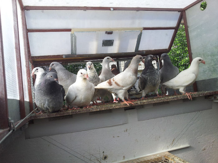 20140503_170420 - Pui 2014 voiajori standard