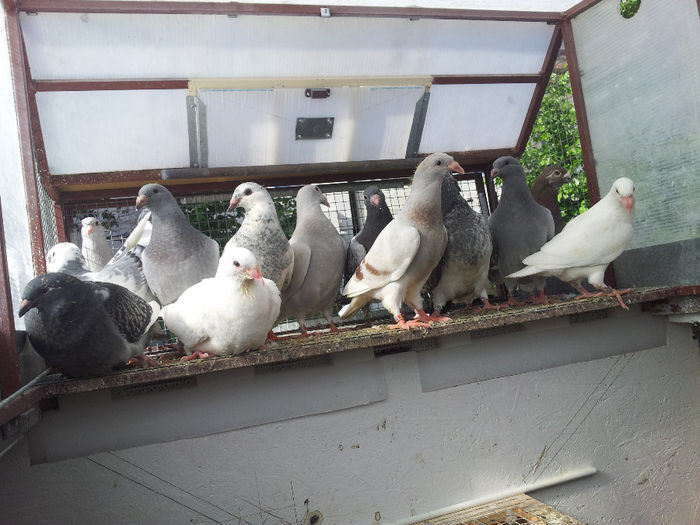 20140503_170427 - Pui 2014 voiajori standard