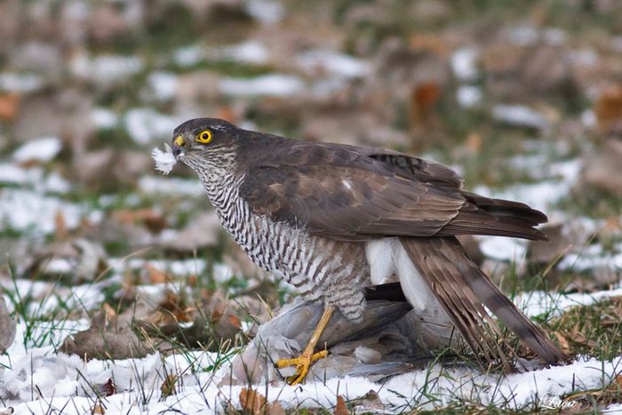 Uliul pasarar; (Accipiter nisus)
