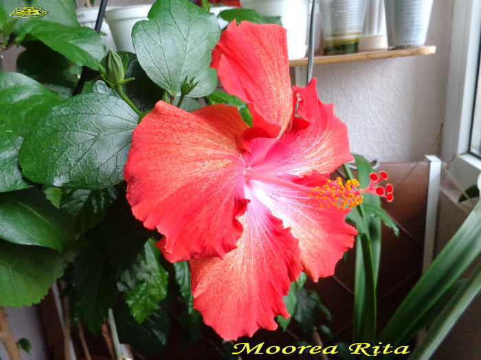 Moorea Rita2 (5-05-2014)