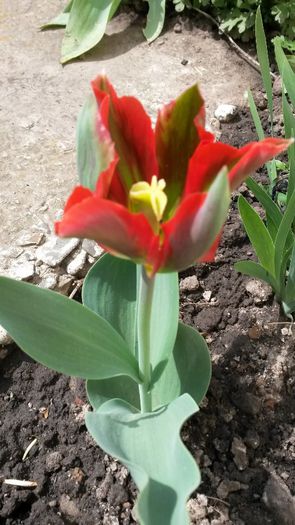  - flori de gradina 2014