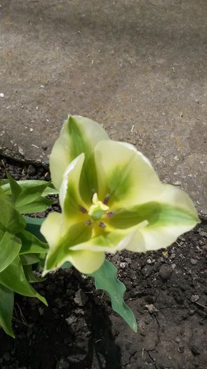  - flori de gradina 2014