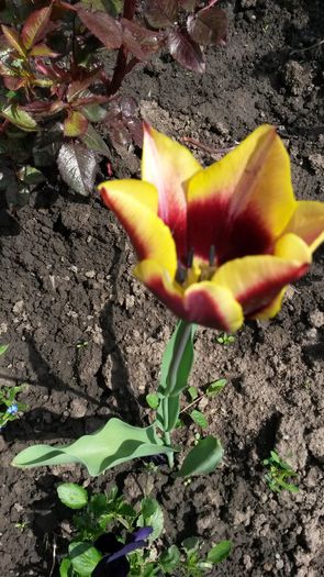  - flori de gradina 2014