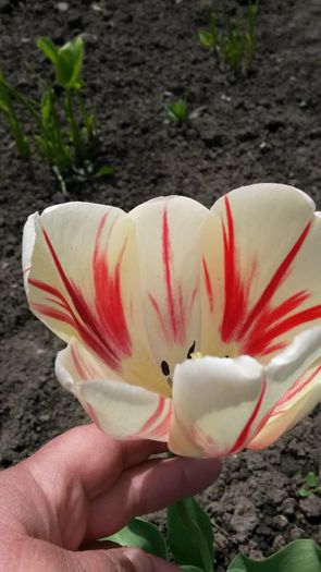  - flori de gradina 2014