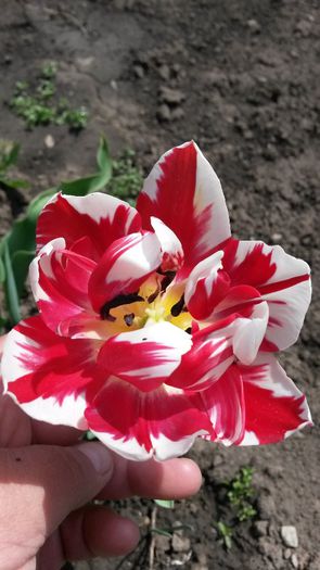  - flori de gradina 2014
